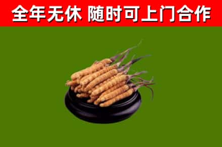 新华回收冬虫夏草